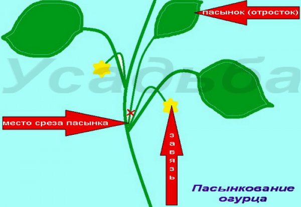 Как пасынковать огурцы в теплице пошаговое фото Как пасынковать огурцы в теплице пошаговое фото