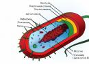 क्या जीवाणुओं में केन्द्रक होता है?  बैक्टीरिया की संरचना.  मानव शरीर का माइक्रोफ्लोरा