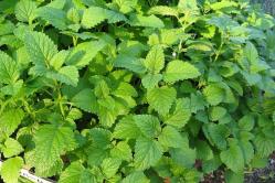 Мята перечная (Mentha piperita)